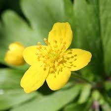 Attēlu rezultāti vaicājumam “Anemone ranunculoides bud”