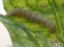 Attēlu rezultāti vaicājumam “Lacanobia oleracea”