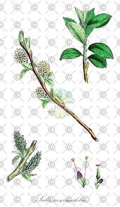 Attēlu rezultāti vaicājumam “Salix myrsinifolia”