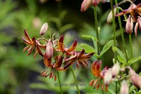 Image result for Lilium martagon `Arabian Night`