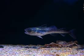 Image result for Boreogadus saida