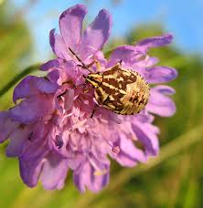 Attēlu rezultāti vaicājumam “Carpocoris sp.”