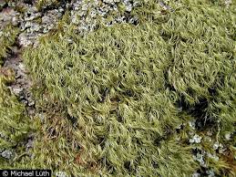 Attēlu rezultāti vaicājumam “Paraleucobryum longifolium”