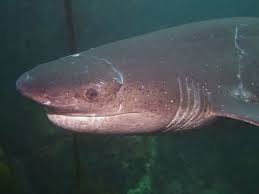 Image result for Notorynchus cepedianus