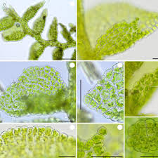 Attēlu rezultāti vaicājumam “Jungermannia hyalina”