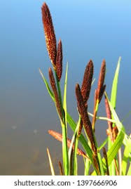 Attēlu rezultāti vaicājumam “Carex acutiformis flower”