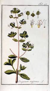 Image result for Origanum majorana