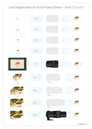 Attēlu rezultāti vaicājumam “Licea minima macro”