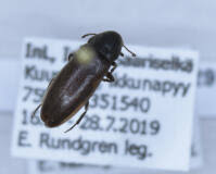 Attēlu rezultāti vaicājumam “Xylita laevigata”