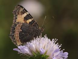 Image result for Small Tortoiseshell