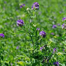 Attēlu rezultāti vaicājumam “Medicago sativa subsp. sativa flower”