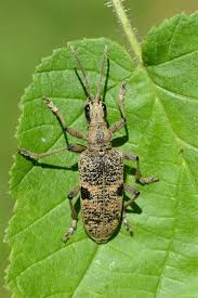 Attēlu rezultāti vaicājumam “Rhagium mordax”