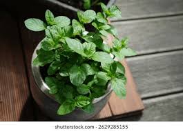 Attēlu rezultāti vaicājumam “Mentha x piperita leaf”