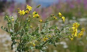 Attēlu rezultāti vaicājumam “Senecio vernalis”