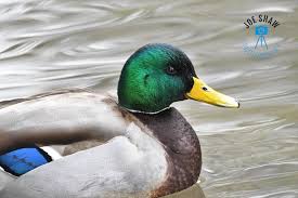 Attēlu rezultāti vaicājumam “Anas platyrhynchos male”