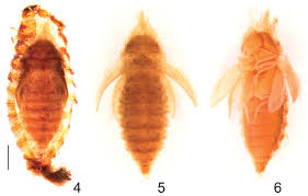 Attēlu rezultāti vaicājumam “Megatoma undata”