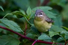 Image result for Vireo philadelphicus
