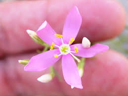 Attēlu rezultāti vaicājumam “Centaurium erythraea bud”