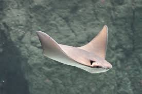 Image result for Rhinoptera bonasus