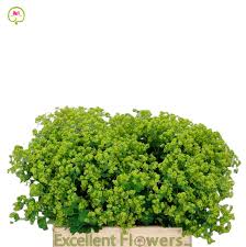 Image result for Alchemilla mollis