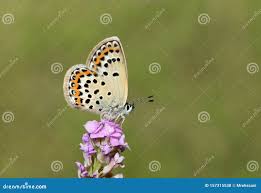 Attēlu rezultāti vaicājumam “Plebejus idas underside”