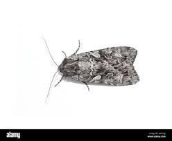 Attēlu rezultāti vaicājumam “Eurois occulta”