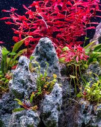 Risultati immagini per bucephalandra pinoh red stem