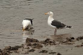Attēlu rezultāti vaicājumam “Larus marinus adult”