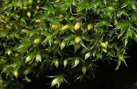 Attēlu rezultāti vaicājumam “Orthotrichum diaphanum”