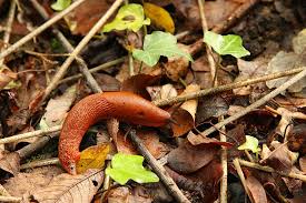 Attēlu rezultāti vaicājumam “Arion rufus”