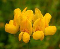 Attēlu rezultāti vaicājumam “Lotus corniculatus”
