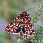 Attēlu rezultāti vaicājumam “Anarta myrtilli”