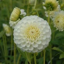 Image result for Dahlia `Snowflake`