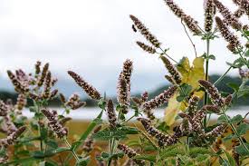 Attēlu rezultāti vaicājumam “Mentha longifolia”