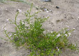 Attēlu rezultāti vaicājumam “Cakile maritima subsp. baltica flower”