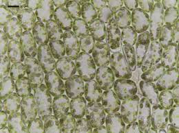 Attēlu rezultāti vaicājumam “Barbilophozia lycopodioides macro”