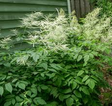 Image result for Aruncus dioicus