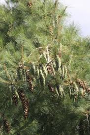 Attēlu rezultāti vaicājumam “Pinus strobus”