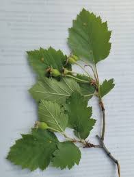 Attēlu rezultāti vaicājumam “Crataegus submollis”