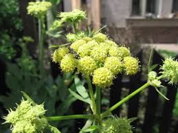 Attēlu rezultāti vaicājumam “Levisticum officinale”