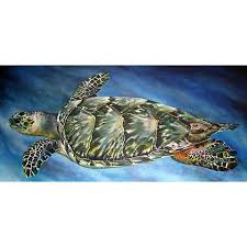 Image result for Eretmochelys imbricata