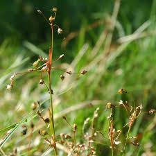 Attēlu rezultāti vaicājumam “Luzula pilosa bud”
