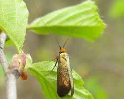 Attēlu rezultāti vaicājumam “Adela cuprella”