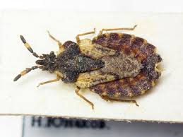 Attēlu rezultāti vaicājumam “Aradus betulae”