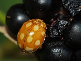 Attēlu rezultāti vaicājumam “Calvia decemguttata”