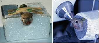 Attēlu rezultāti vaicājumam “Cribraria martinii stalked”