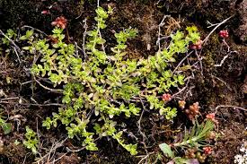 Attēlu rezultāti vaicājumam “Herniaria glabra flower”