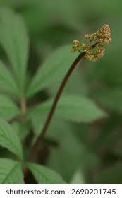 Attēlu rezultāti vaicājumam “Sanguisorba officinalis bud”