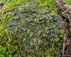 Attēlu rezultāti vaicājumam “Peltigera polydactylon”