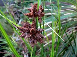 Attēlu rezultāti vaicājumam “Bolboschoenus maritimus flower”